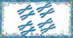 সন্তানের লিঙ্গ নির্ধারণ বিষয়ে হাদিস ও বিজ্ঞানের বক্তব্য: একটি পর্যালোচনা