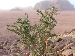 ইহুদি ও মুসলিমদের যুদ্ধ, গাছ ও পাথরের কথা বলা সংক্রান্ত হাদিস - ইসলামে কি ইহুদিদের উপর নির্বিচার গণহত্যার আদেশ আছে?