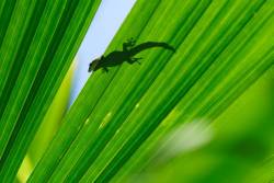 হাদিসে গিরগিটি (ওয়াযাগ) হত্যার বিধান প্রসঙ্গে