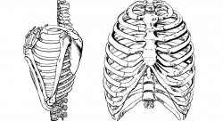 সব নারীকেই কি তাদের স্বামীর পাঁজরের হাড় থেকে সৃষ্টি করা হয়েছে?