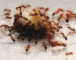 পিঁপড়া কি কথা বলতে পারে?